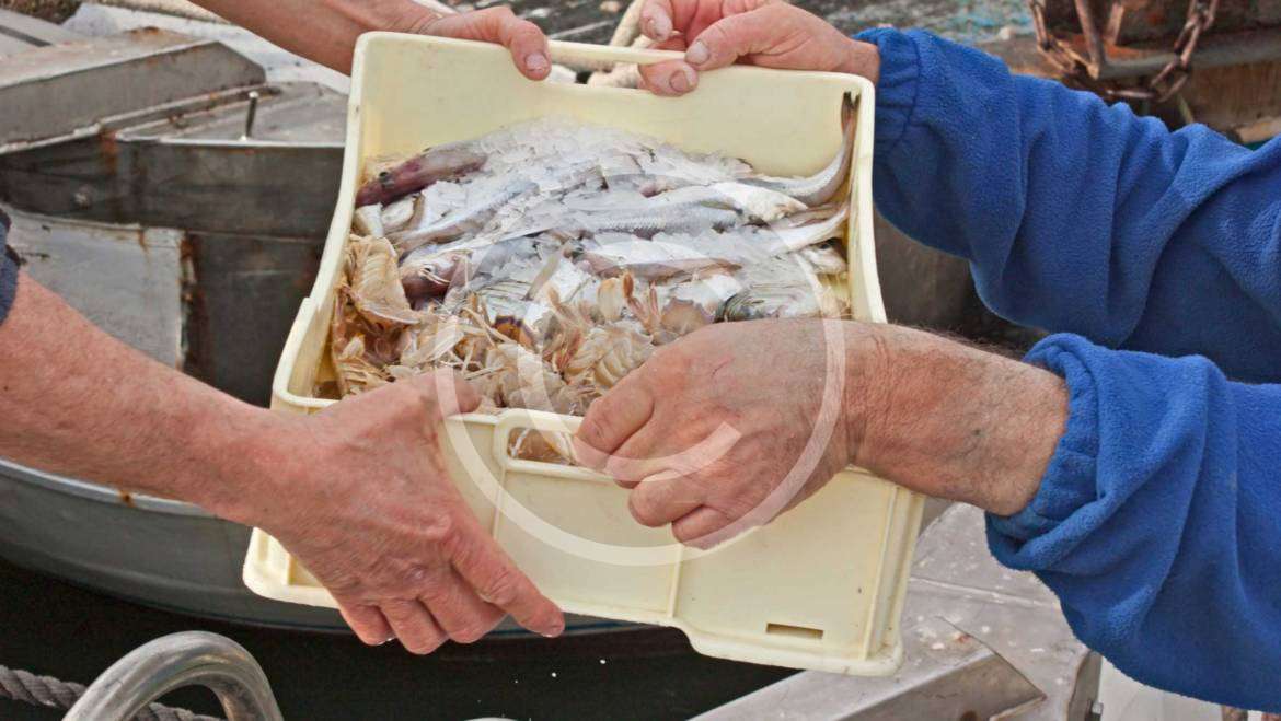 Strong sales of lionfish are phenomenal