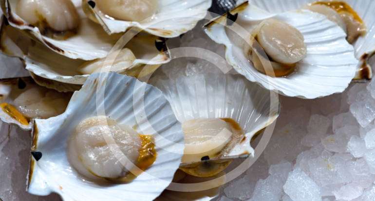 Raw Oysters on Half Shell